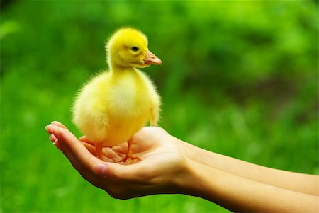 a yellow fluffy gosling in the hand Foto de stock - Super Valor sin royalties y Suscripción, Código: 400-04266955