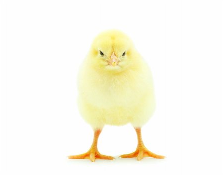 simsearch:400-05194519,k - Cute little baby chicken isolated on white background Foto de stock - Royalty-Free Super Valor e Assinatura, Número: 400-04266953