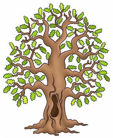 simsearch:400-08621985,k - Oak tree on white background - color illustration. Stock Photo - Budget Royalty-Free & Subscription, Code: 400-04267386