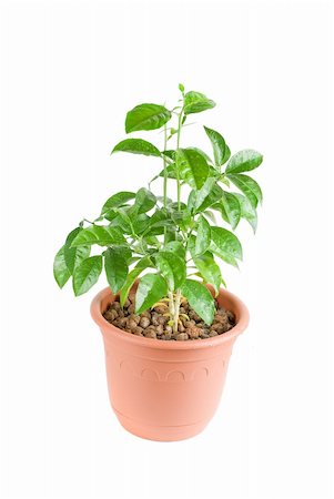 simsearch:400-04400120,k - Orange Tree without fruits isolated on a white background Foto de stock - Super Valor sin royalties y Suscripción, Código: 400-04267489