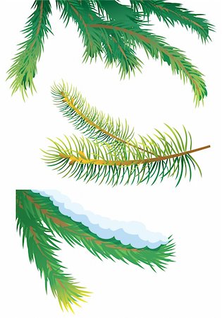 Set of fir tree branches, vector illustration Stock Photo - Budget Royalty-Free & Subscription, Code: 400-04267905