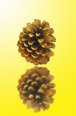 pine tree one not snow not people - pine fir-tree cone on the yellow background Stock Photo - Budget Royalty-Free & Subscription, Code: 400-04268323
