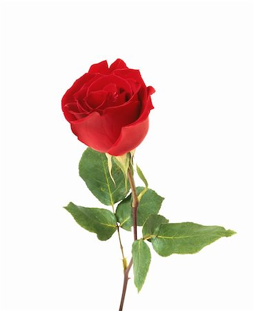 Red rose closeup isolated on white Stock Photo - Budget Royalty-Free & Subscription, Code: 400-04268332