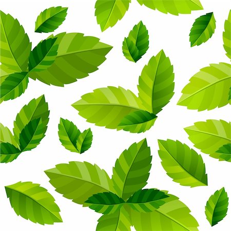 spices vector - Seamless background with fresh green mint leaves Stock Photo - Budget Royalty-Free & Subscription, Code: 400-04268350