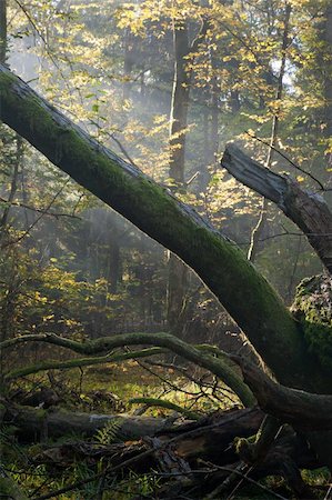 saft - Old oak tree broken lying and sunbeams above Stock Photo - Budget Royalty-Free & Subscription, Code: 400-04268375