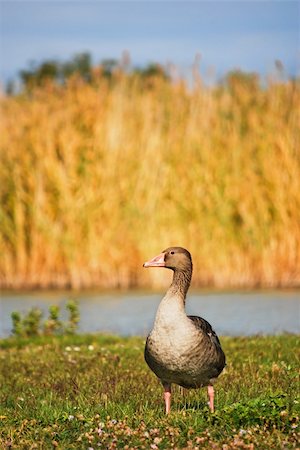 simsearch:6111-06838348,k - Lonely wild geese in their natural habitat Stock Photo - Budget Royalty-Free & Subscription, Code: 400-04268812