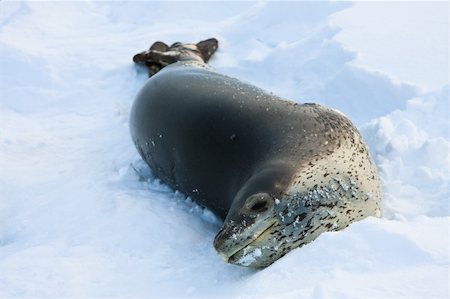 simsearch:400-07087477,k - The grey seal has a rest  in Antarctica Foto de stock - Royalty-Free Super Valor e Assinatura, Número: 400-04269027