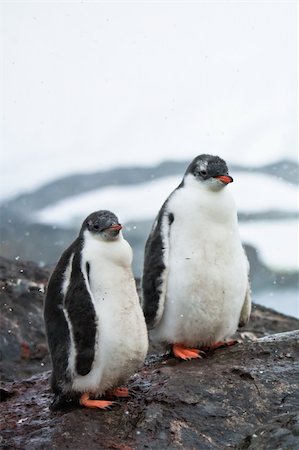simsearch:400-07680375,k - two penguins resting on the stony coast of Antarctica Stock Photo - Budget Royalty-Free & Subscription, Code: 400-04269039