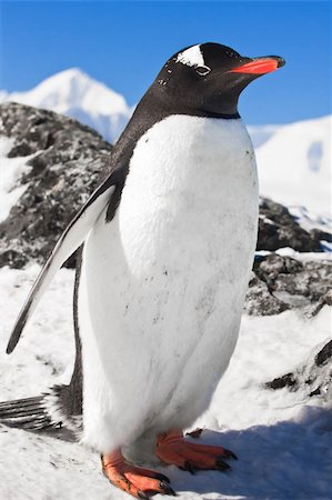simsearch:400-07795558,k - penguin standing on the rocks covered snow Photographie de stock - Aubaine LD & Abonnement, Code: 400-04269033