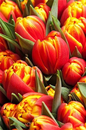 beautiful red tulips, big bouquet Stock Photo - Budget Royalty-Free & Subscription, Code: 400-04269061