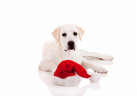simsearch:400-05742476,k - Portrait of a Labrador retriever with a Santa hat isolated on white background Photographie de stock - Aubaine LD & Abonnement, Code: 400-04269160