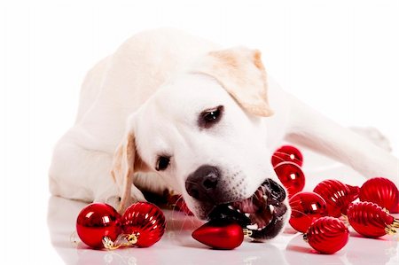 dog christmas background - Beautiful Labrador retriever playing with Christmas balls, isolated on white background Stock Photo - Budget Royalty-Free & Subscription, Code: 400-04269161
