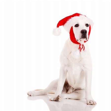 simsearch:400-05742476,k - Portrait of a Labrador retriever with a Santa hat isolated on white background Photographie de stock - Aubaine LD & Abonnement, Code: 400-04269162