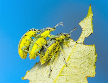 Three weevil beetle (Coleoptera, Curculionidae) on a leaf of tree against the blue sky. Foto de stock - Super Valor sin royalties y Suscripción, Código: 400-04269198