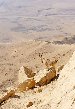 Makhtesh Ramon, unique crater in Israel, a top view Stock Photo - Budget Royalty-Free & Subscription, Code: 400-04269207