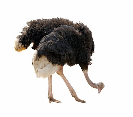 Ostrich at the zoo, looking at something on the ground. Photographie de stock - Aubaine LD & Abonnement, Code: 400-04269209