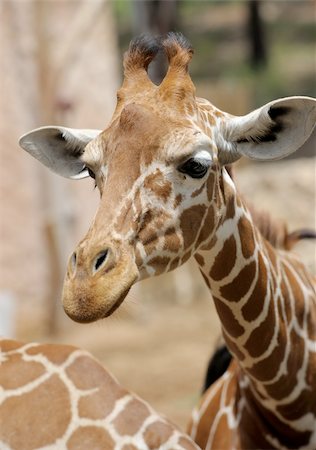 simsearch:400-04269229,k - Giraffe at the zoo, head close-ups. Foto de stock - Royalty-Free Super Valor e Assinatura, Número: 400-04269215