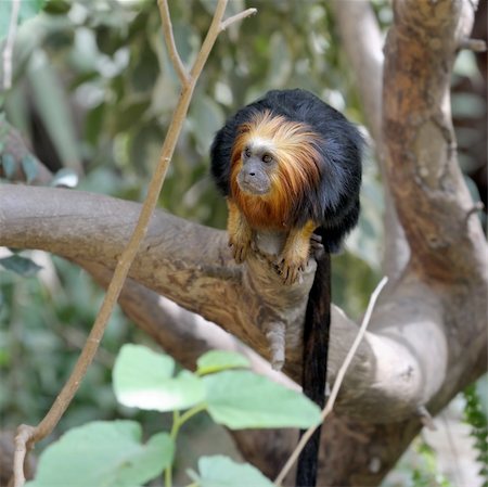 simsearch:400-04269229,k - A monkey in a zoo, game and asking for food. Foto de stock - Royalty-Free Super Valor e Assinatura, Número: 400-04269219