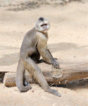 simsearch:400-04269229,k - A monkey in a zoo, game and asking for food. Foto de stock - Royalty-Free Super Valor e Assinatura, Número: 400-04269211