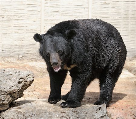 simsearch:400-04269229,k - Large bear with black fur at the zoo. Foto de stock - Royalty-Free Super Valor e Assinatura, Número: 400-04269224