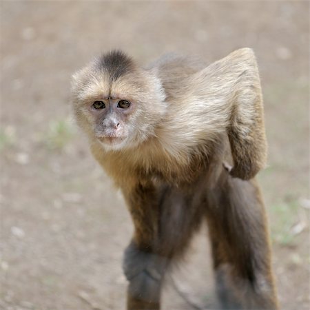 simsearch:400-04269229,k - A monkey in a zoo, game and asking for food. Foto de stock - Royalty-Free Super Valor e Assinatura, Número: 400-04269220