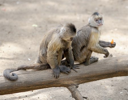 simsearch:400-04269229,k - A monkey in a zoo, game and asking for food. Foto de stock - Royalty-Free Super Valor e Assinatura, Número: 400-04269221