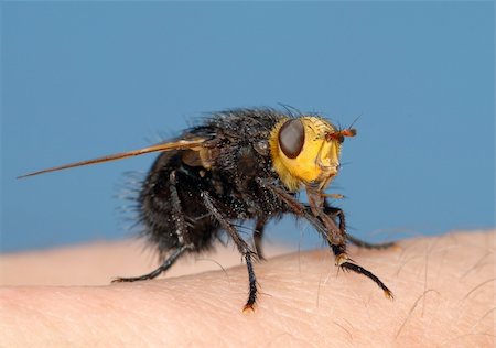 Large black fly with a yellow head (Tachina grossa) sits on my finger. Stock Photo - Budget Royalty-Free & Subscription, Code: 400-04269284