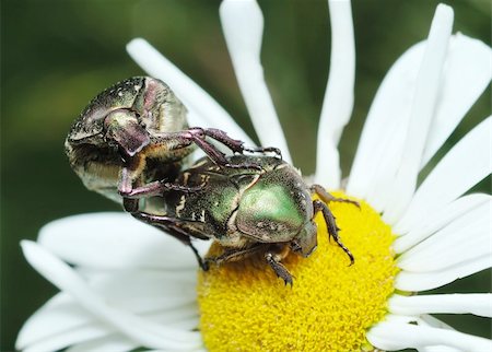 Mating bugs rose chafer (Cetonia aurata) on a flower. Photographie de stock - Aubaine LD & Abonnement, Code: 400-04269299