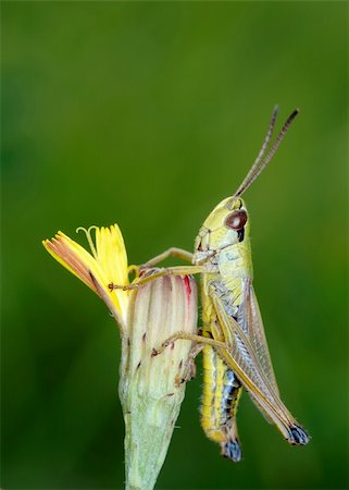 simsearch:400-04282037,k - Grasshopper on a flower in a meadow Stock Photo - Budget Royalty-Free & Subscription, Code: 400-04269313