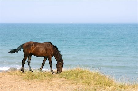 Horse browsing on the pasture in front of the sea Fotografie stock - Microstock e Abbonamento, Codice: 400-04269339