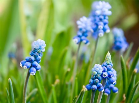 close up of beautiful bright colors hyacinth Muscari Stockbilder - Microstock & Abonnement, Bildnummer: 400-04269343