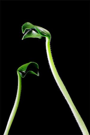 sprouts similar to nestlings on black Foto de stock - Royalty-Free Super Valor e Assinatura, Número: 400-04269727