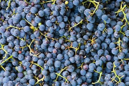 simsearch:400-04859130,k - Grape high quality background (macro) Photographie de stock - Aubaine LD & Abonnement, Code: 400-04260002