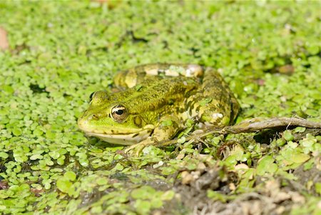 simsearch:400-04442300,k - frog in pond. nature wildlife Photographie de stock - Aubaine LD & Abonnement, Code: 400-04260048