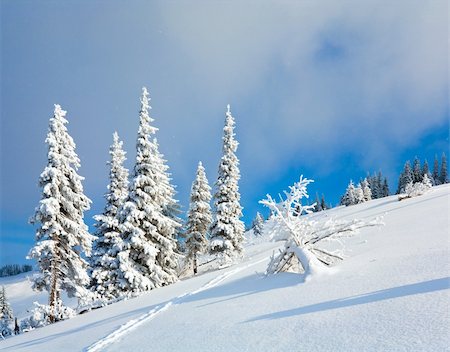 simsearch:400-04319458,k - winter rime and snow covered fir trees on mountainside on overcast sky background Stock Photo - Budget Royalty-Free & Subscription, Code: 400-04260096