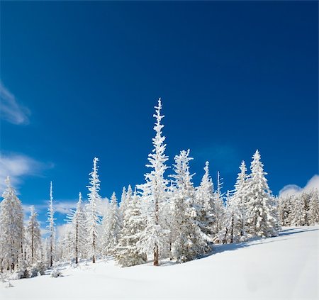 simsearch:400-04319458,k - winter snow covered fir trees on mountainside on blue sky background Stock Photo - Budget Royalty-Free & Subscription, Code: 400-04260100