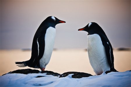 simsearch:400-04269039,k - Two penguins Fotografie stock - Microstock e Abbonamento, Codice: 400-04260130