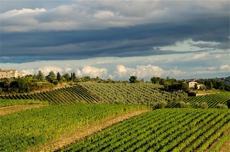 a tipycal tuscan landscape in a beautiful summer day Foto de stock - Super Valor sin royalties y Suscripción, Código: 400-04260422
