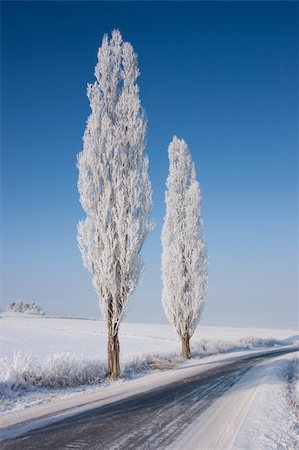 snowy road tree line - The empty road in winter Stock Photo - Budget Royalty-Free & Subscription, Code: 400-04260431