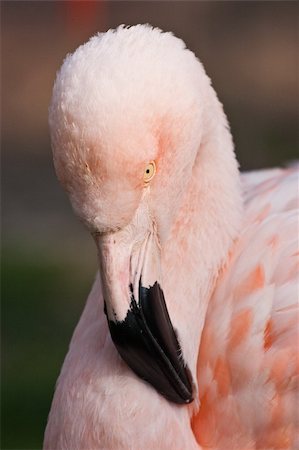 simsearch:400-04316483,k - Detail Of Cuban Flamingo Photographie de stock - Aubaine LD & Abonnement, Code: 400-04260432