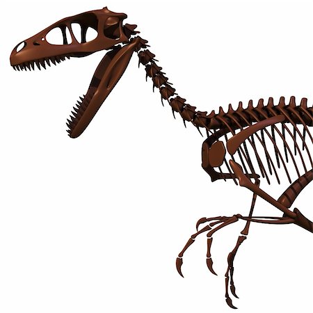 simsearch:400-05748525,k - The skeleton of Dromaeosaurus. Foto de stock - Royalty-Free Super Valor e Assinatura, Número: 400-04260778