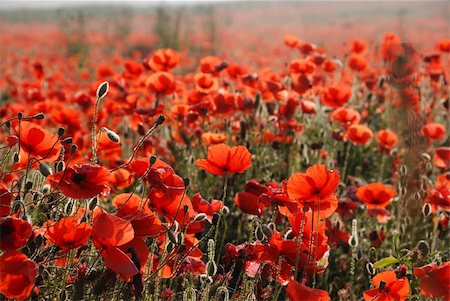 Fields of poppies in the tuscany region in italy Stock Photo - Budget Royalty-Free & Subscription, Code: 400-04260839