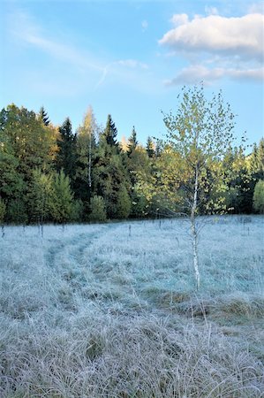 simsearch:400-05308316,k - Frozen autumn landscape photographed sunny morning Foto de stock - Super Valor sin royalties y Suscripción, Código: 400-04260844