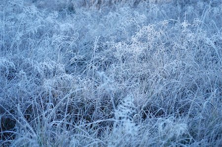 simsearch:6102-08184098,k - Frozen meadow grass photographed sunny autumn morning Foto de stock - Super Valor sin royalties y Suscripción, Código: 400-04260842