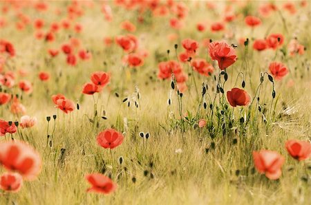 simsearch:400-04751722,k - Poppies like on a painting of claude monet Stock Photo - Budget Royalty-Free & Subscription, Code: 400-04261367