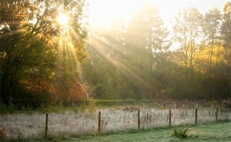 sunbeams filtered through leaves Fotografie stock - Microstock e Abbonamento, Codice: 400-04261397