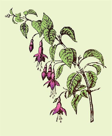 echoforsberg (artist) - Fuchsia flower branch-vector with colors layer separated Fotografie stock - Microstock e Abbonamento, Codice: 400-04261611