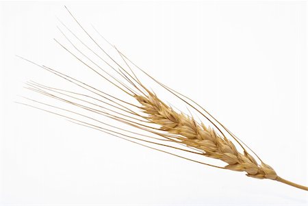 rye ear - Wheat ear Stock Photo - Budget Royalty-Free & Subscription, Code: 400-04261949