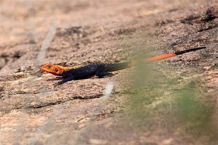 Red Headed Agama Lizard at Abela Rock in Katakwi, Uganda - The Pearl of Africa Stockbilder - Microstock & Abonnement, Bildnummer: 400-04262170