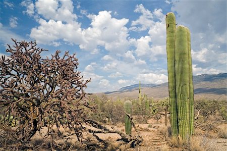 Saguaro National Park in Arizona Foto de stock - Super Valor sin royalties y Suscripción, Código: 400-04262195